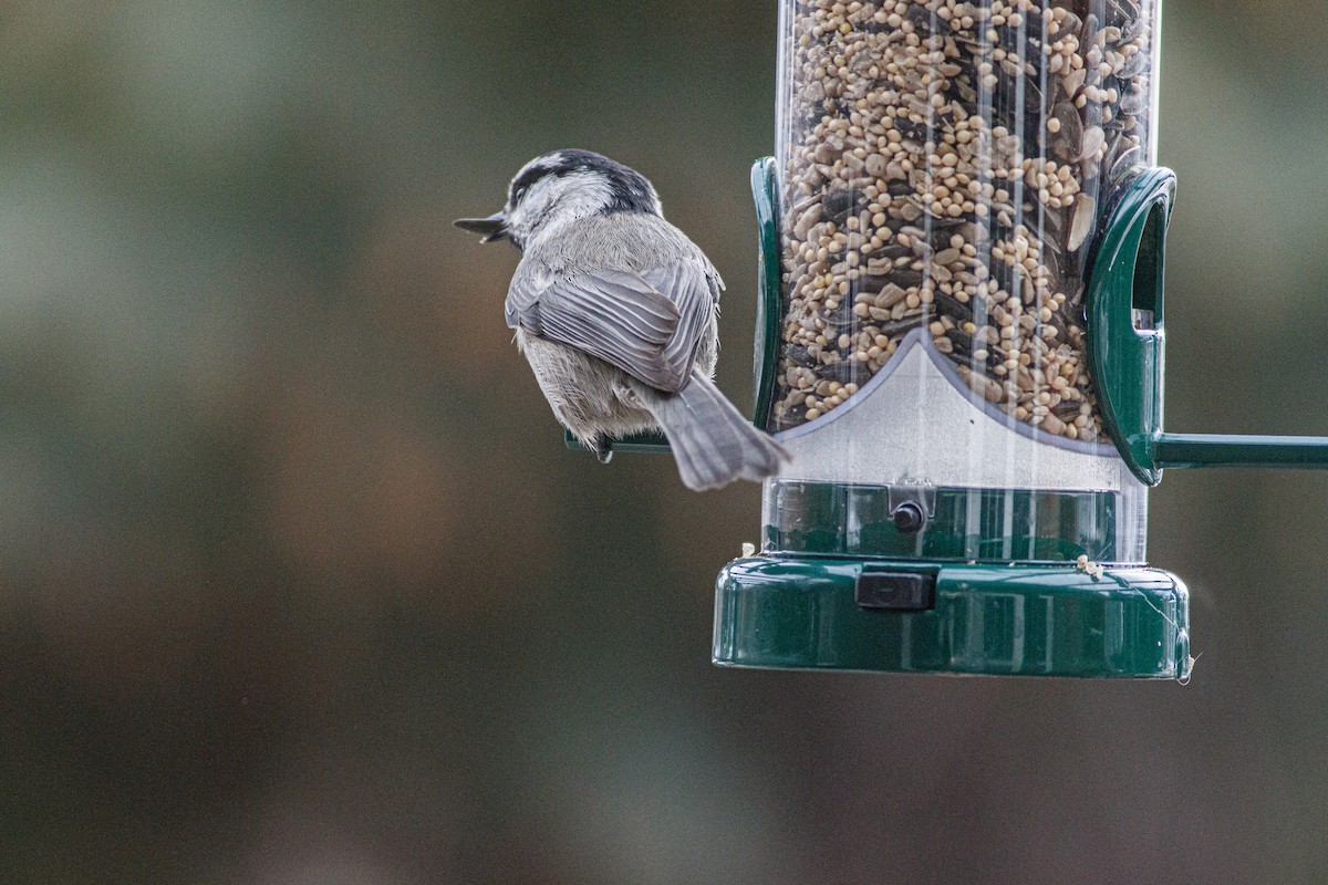 Mountain Chickadee - ML639348890