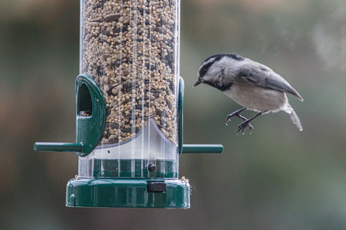 Mountain Chickadee - ML639348891