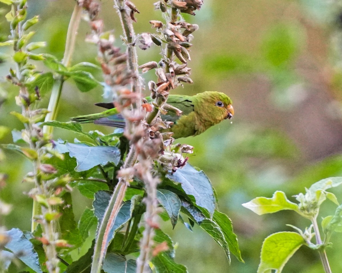 Andean Parakeet - ML639348925