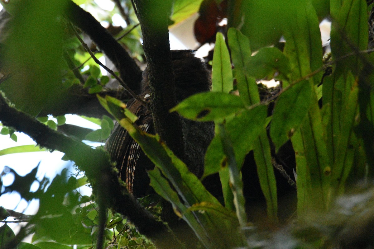 Foothill Screech-Owl - ML639349104