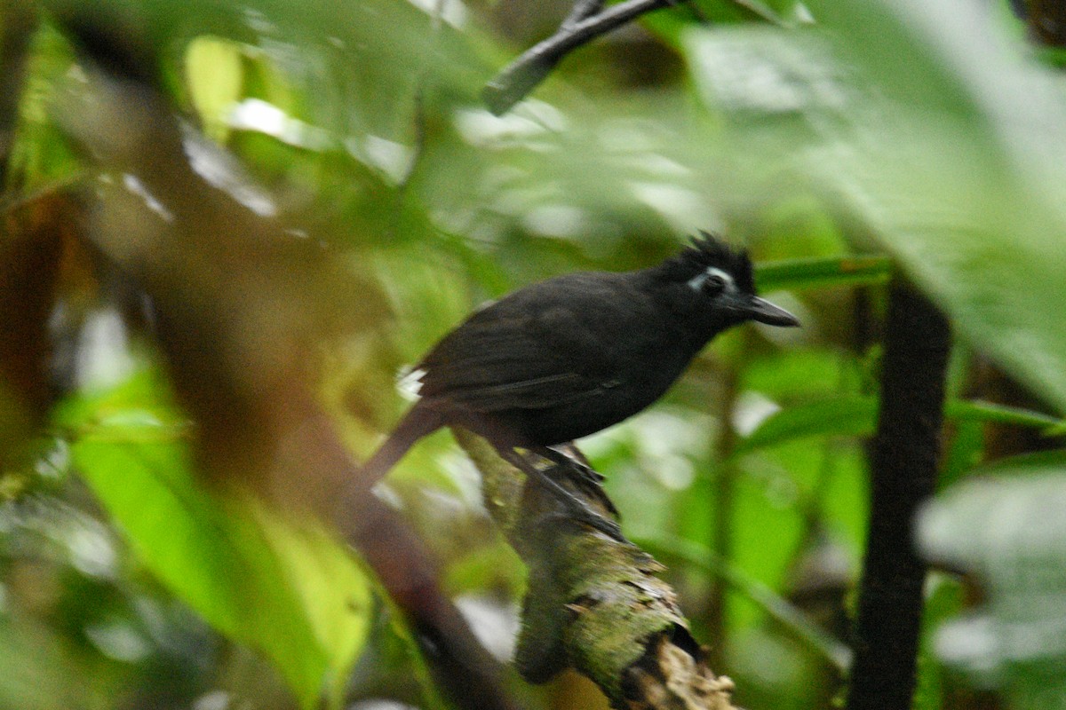 Sooty Antbird - ML639349140