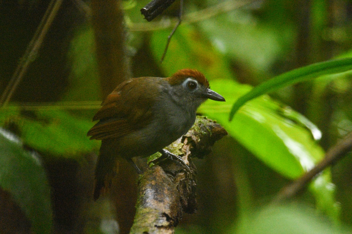 Sooty Antbird - ML639349141