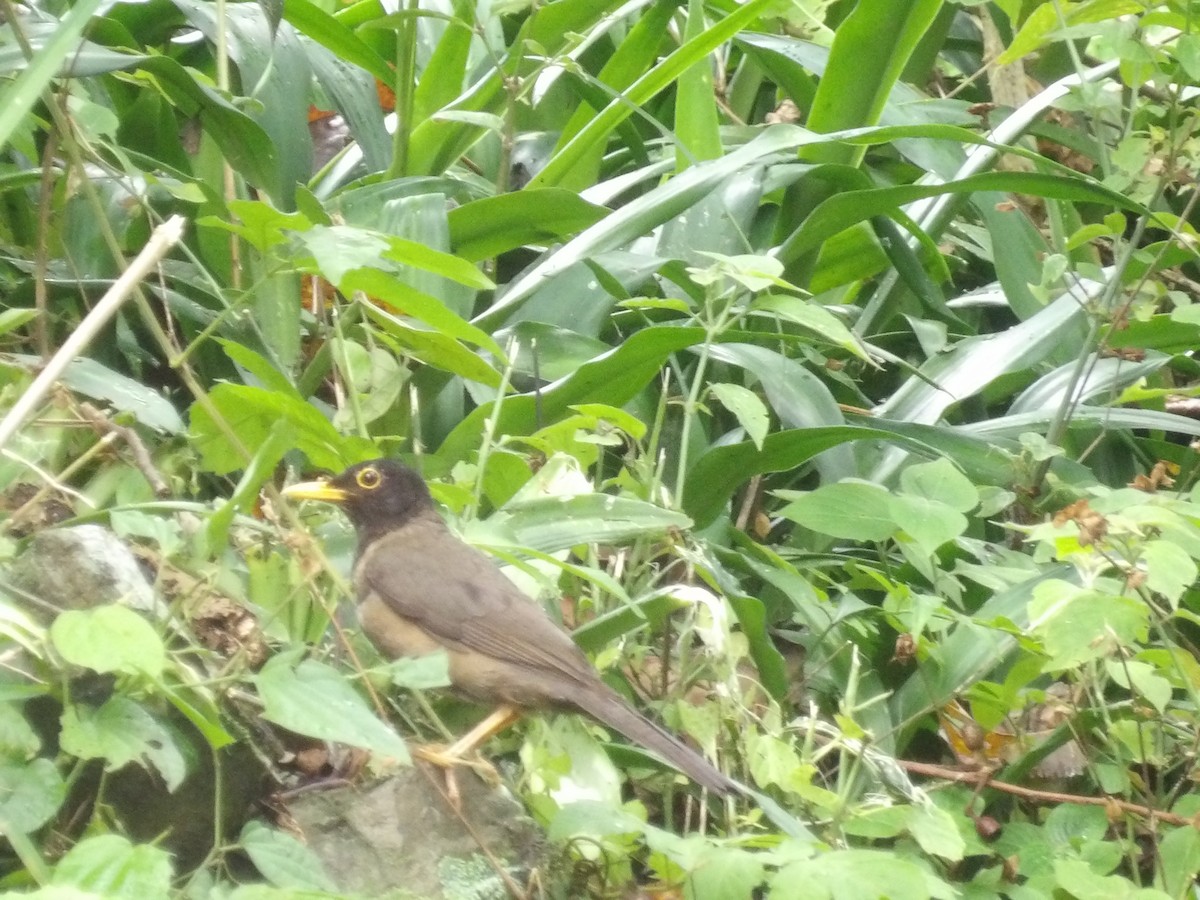 Black-hooded Thrush - ML639349166