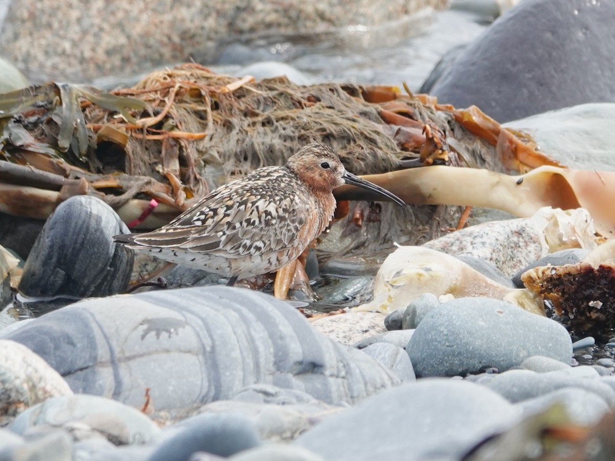 彎嘴濱鷸 - ML639349383