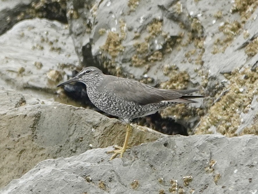 alaskavandresnipe - ML639349401