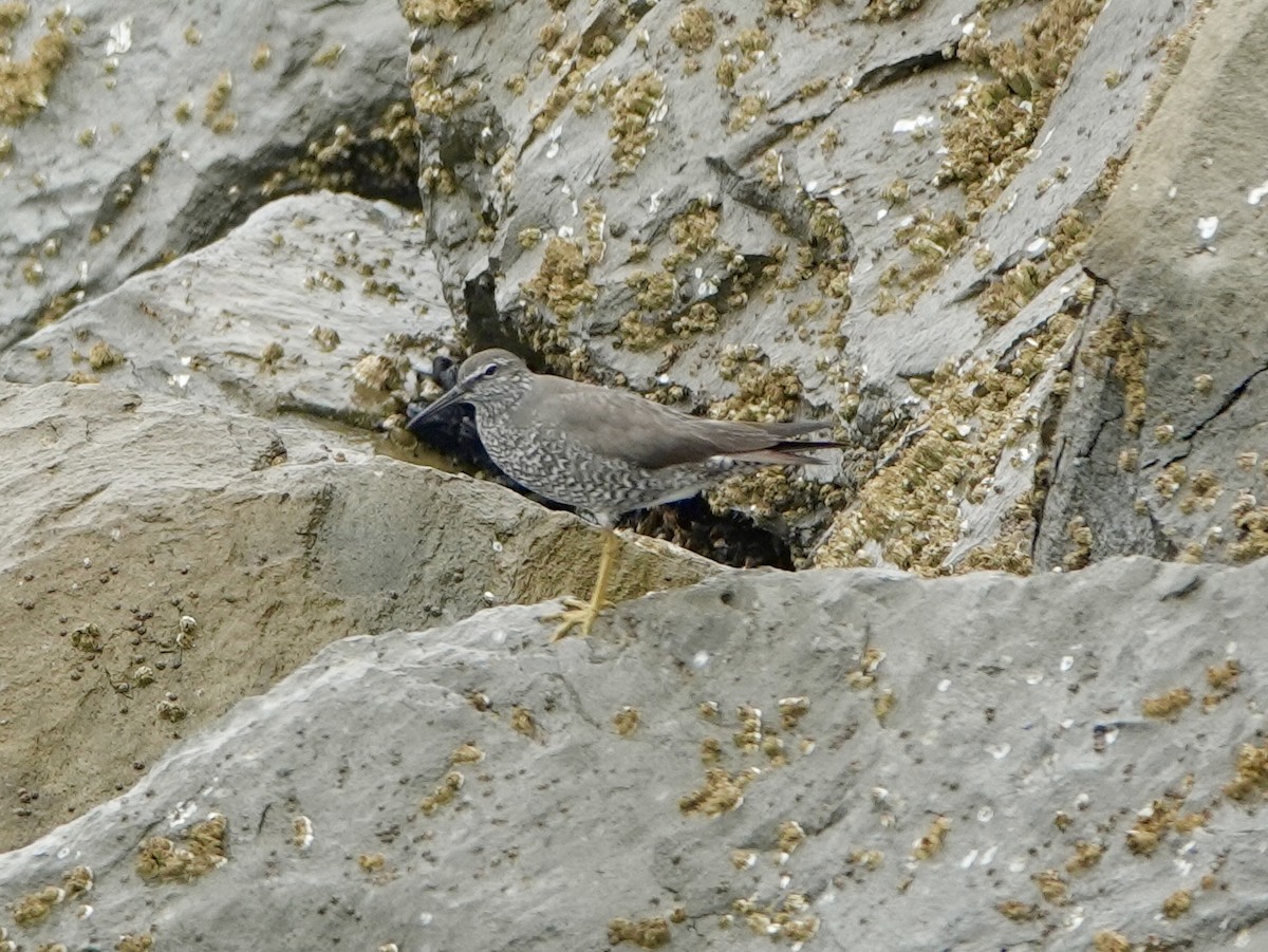 alaskavandresnipe - ML639349402