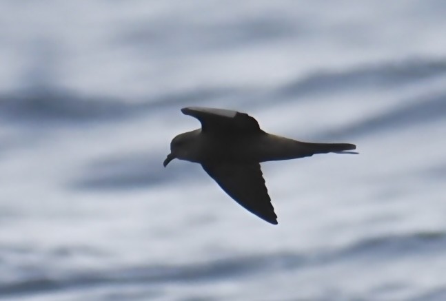 Markham's Storm-Petrel - ML639349408