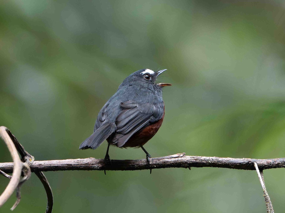 Chestnut-bellied Chat-Tyrant - ML639349495