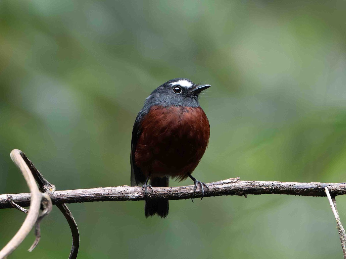 Chestnut-bellied Chat-Tyrant - ML639349496