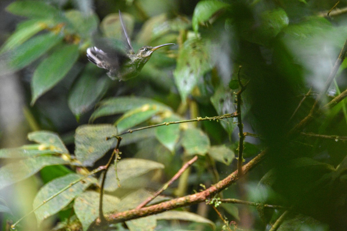 Pale-tailed Barbthroat - ML639349517