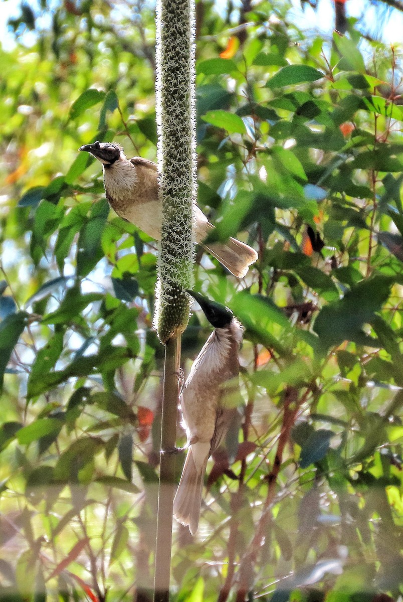 Noisy Friarbird - ML639349599
