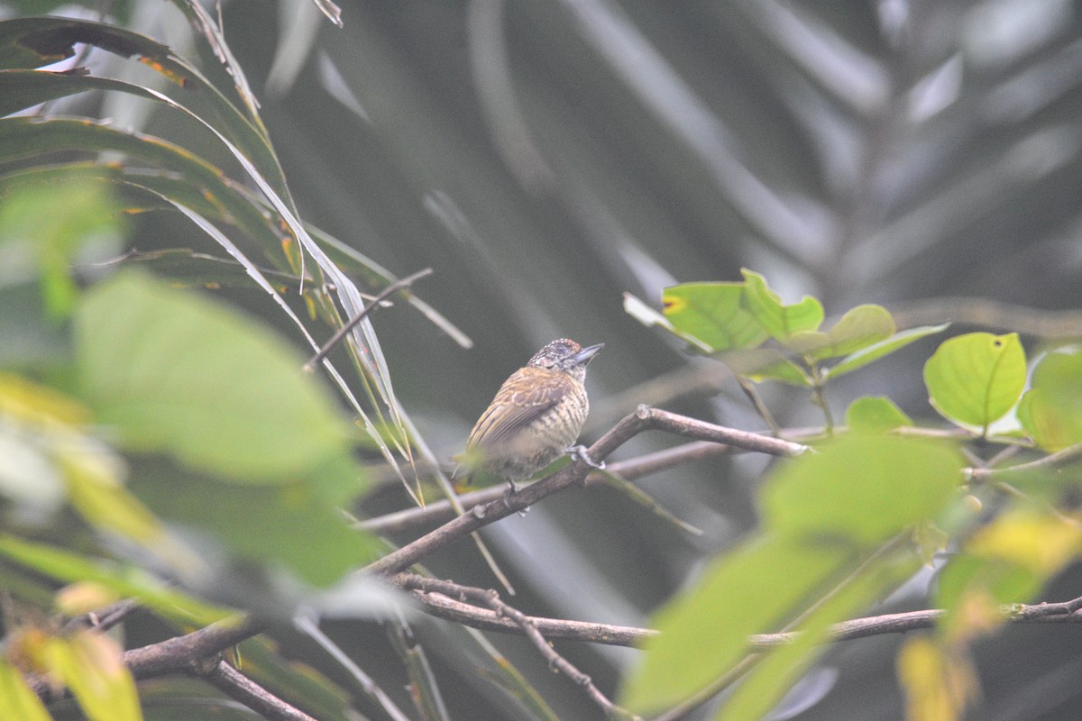Lafresnaye's Piculet - ML639349814