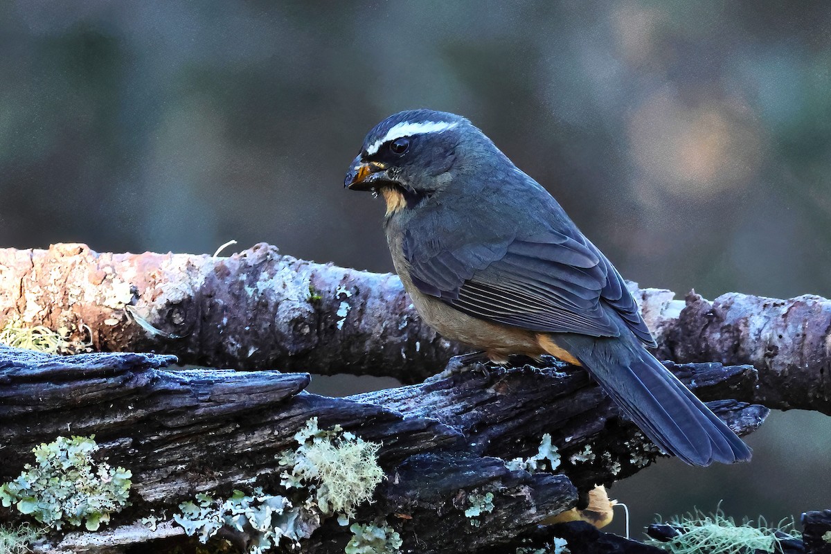 Thick-billed Saltator - ML639349828