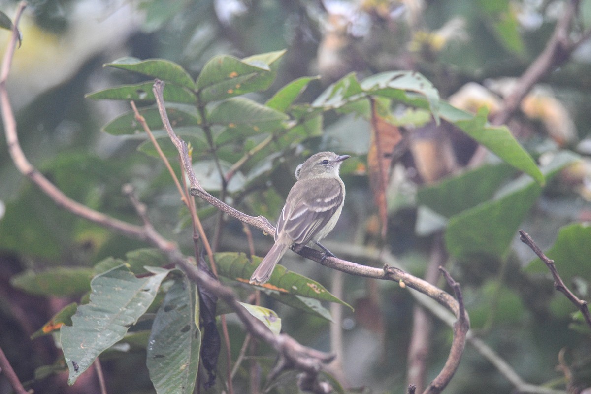 bruntyrannulett (murinus/wagae) - ML639349830