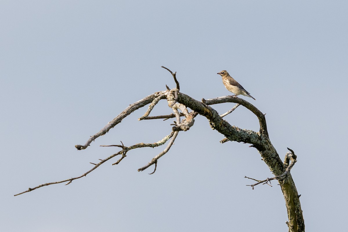 Zedernseidenschwanz - ML639349838