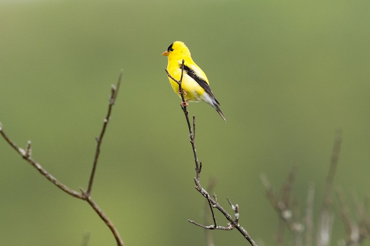 Goldzeisig - ML639349840