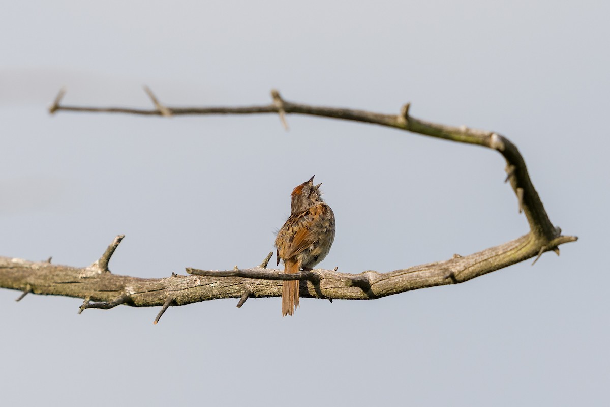 Sumpfammer - ML639349845