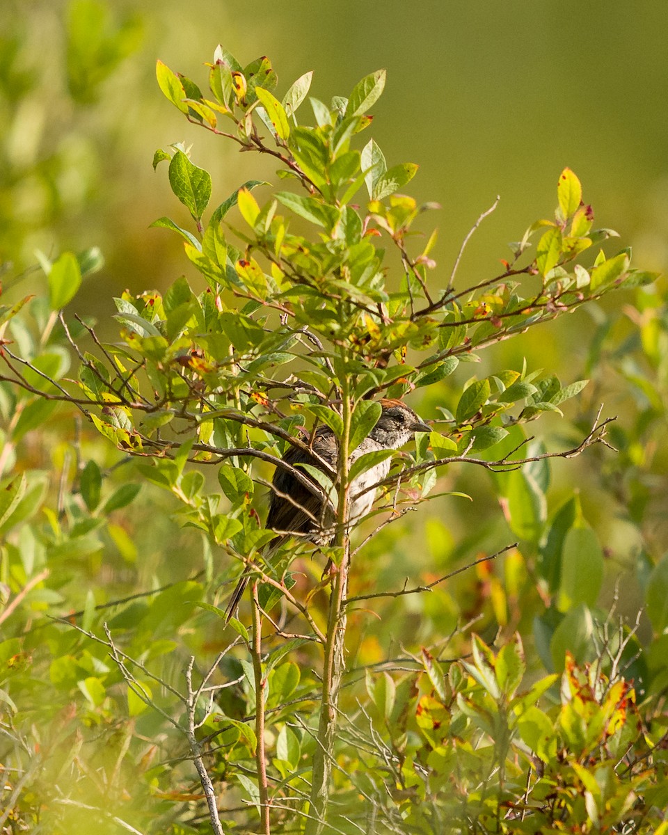 Sumpfammer - ML639349846