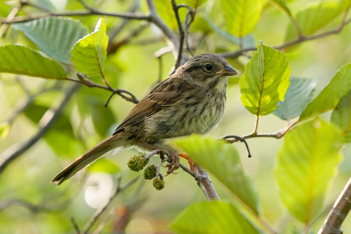 Sumpfammer - ML639349847