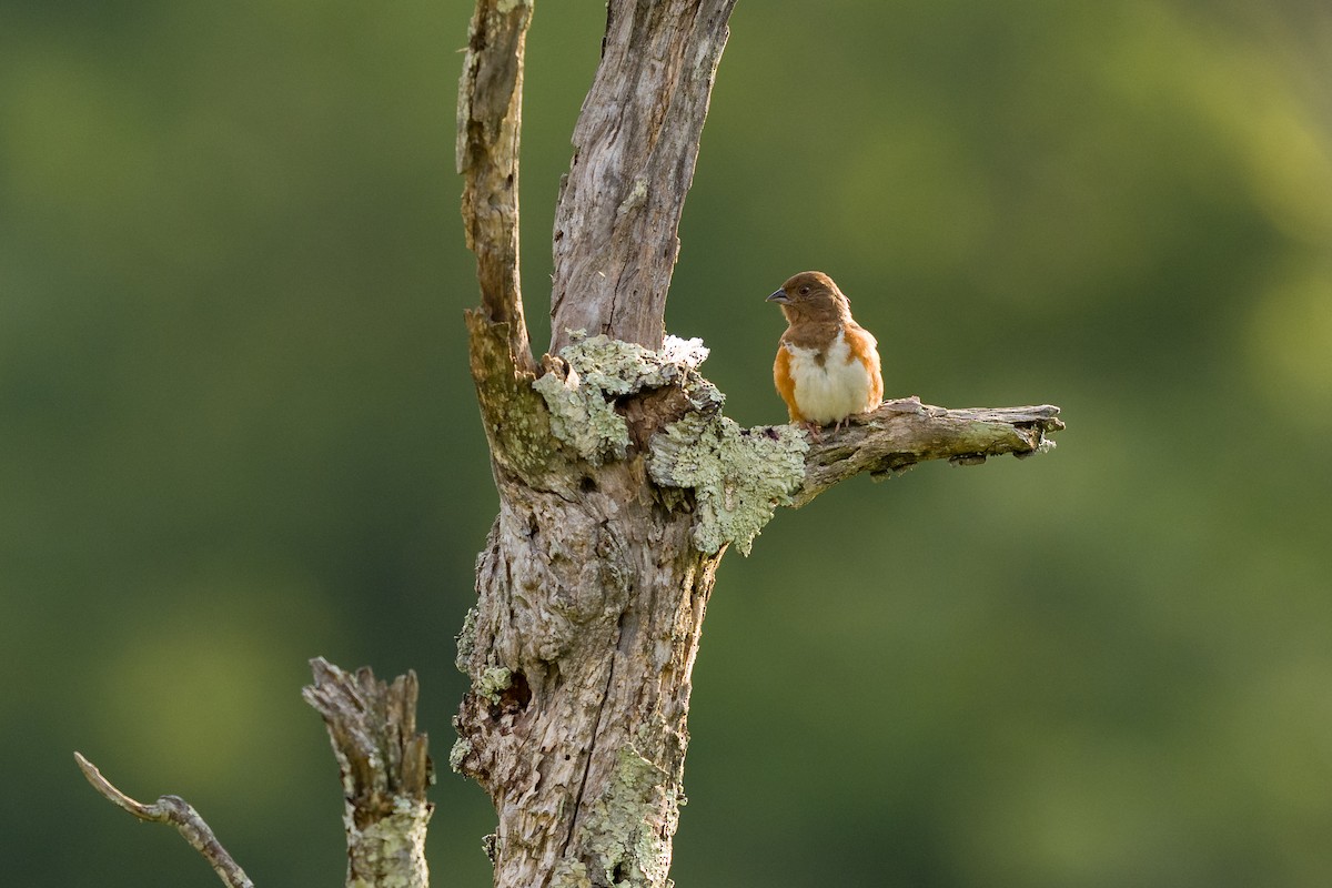 Rötelgrundammer - ML639349851