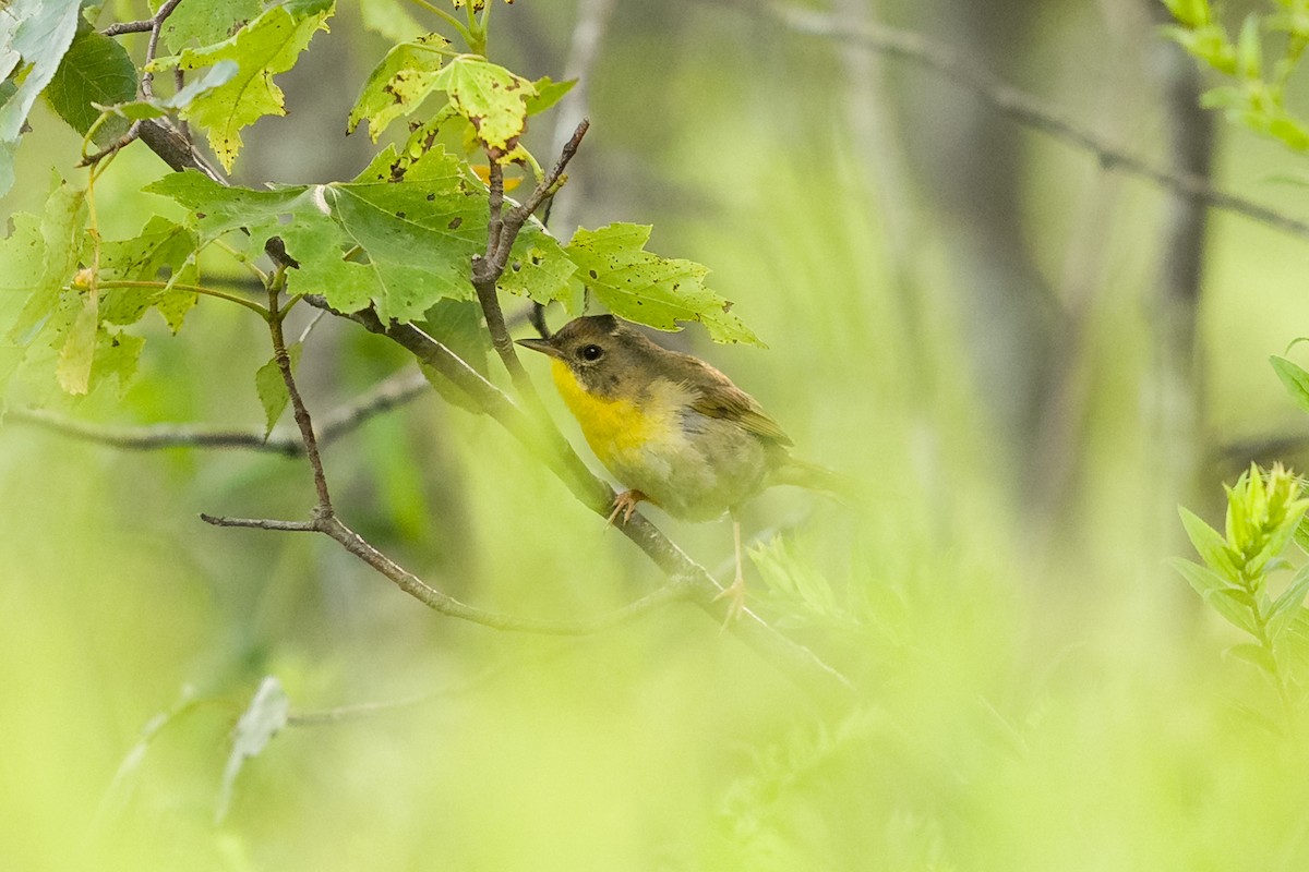 Weidengelbkehlchen - ML639349855