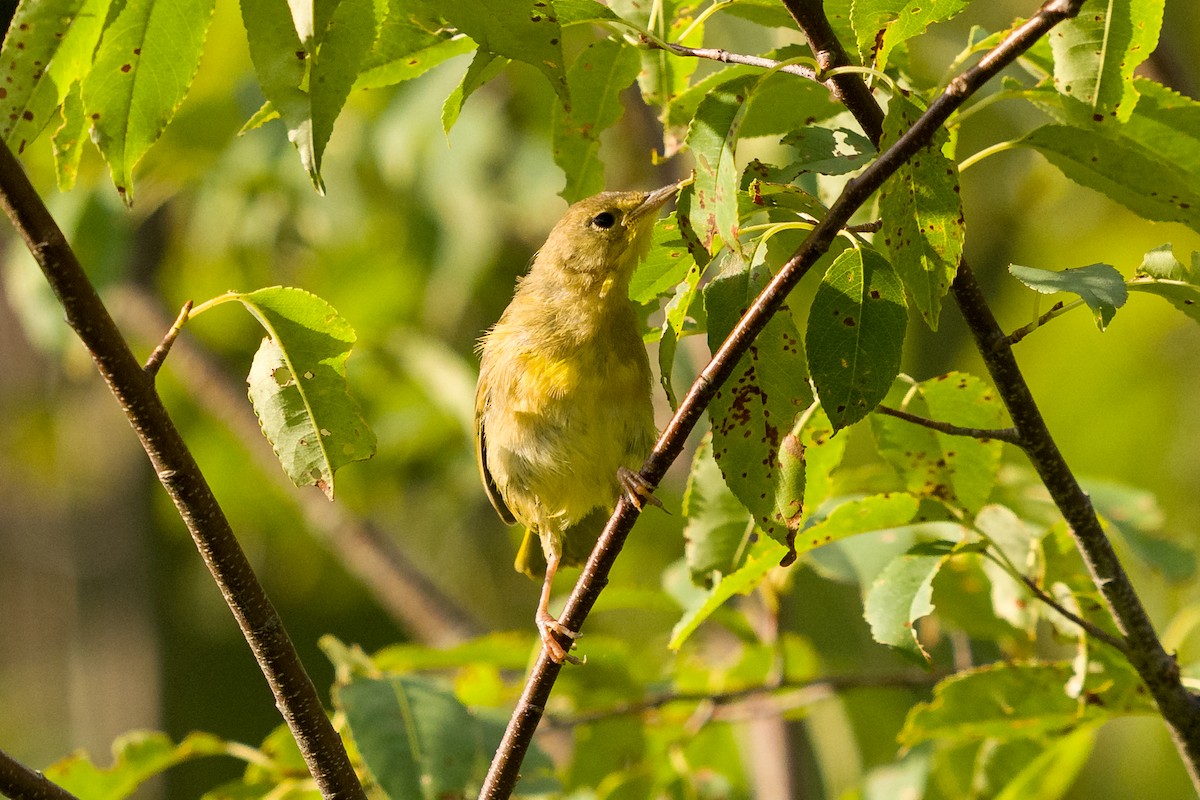 Weidengelbkehlchen - ML639349856