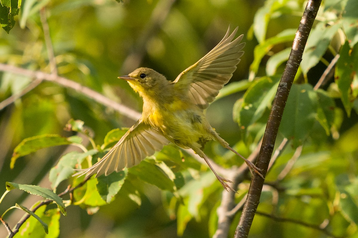 Weidengelbkehlchen - ML639349857