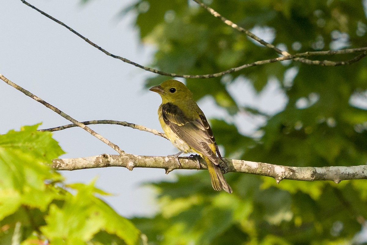 Scharlachkardinal - ML639349861