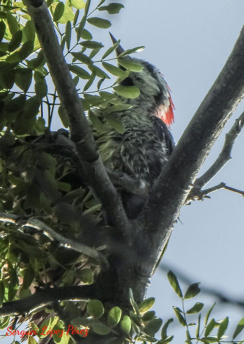 Cuban Green Woodpecker - ML639349863