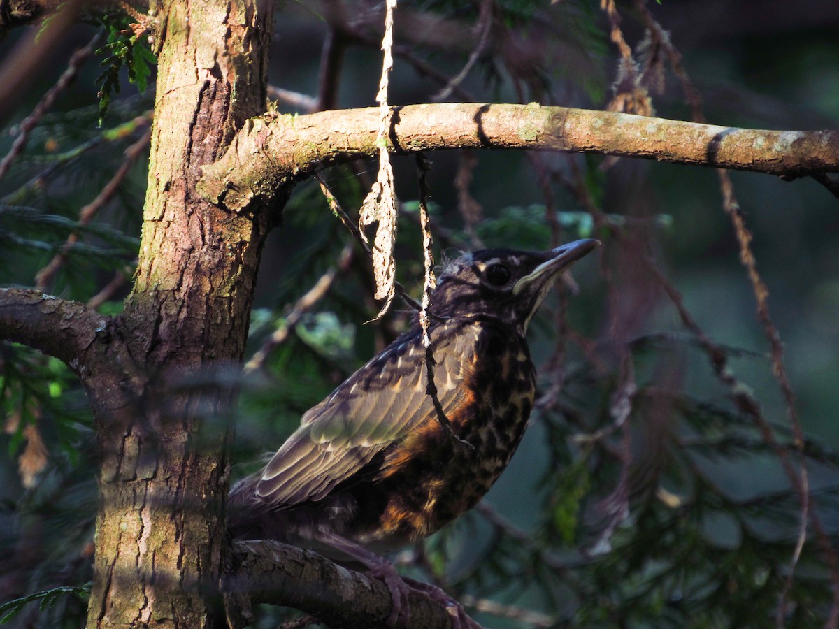 American Robin - ML639349867