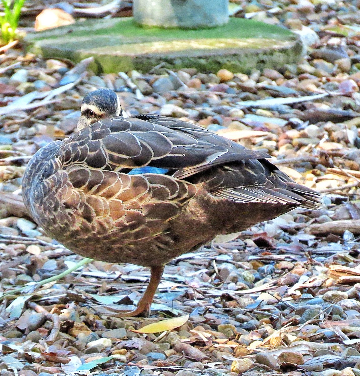 Pacific Black Duck - ML639349914