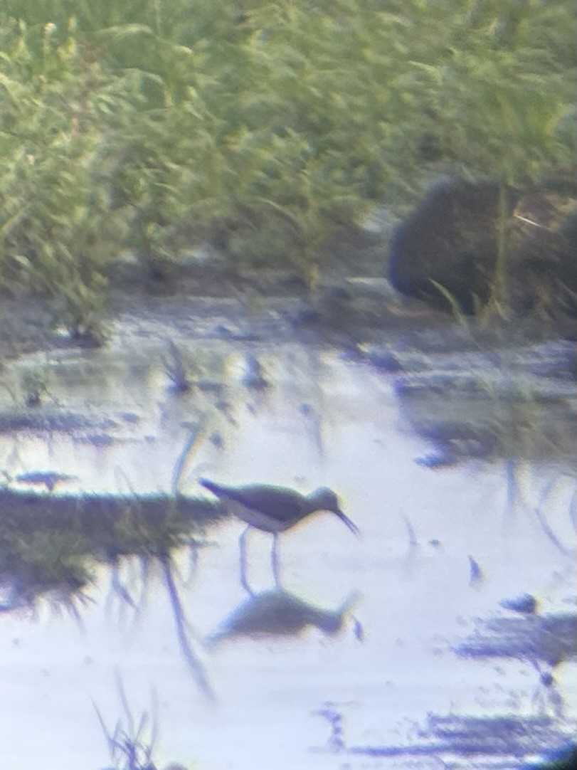 Solitary Sandpiper - ML639349916