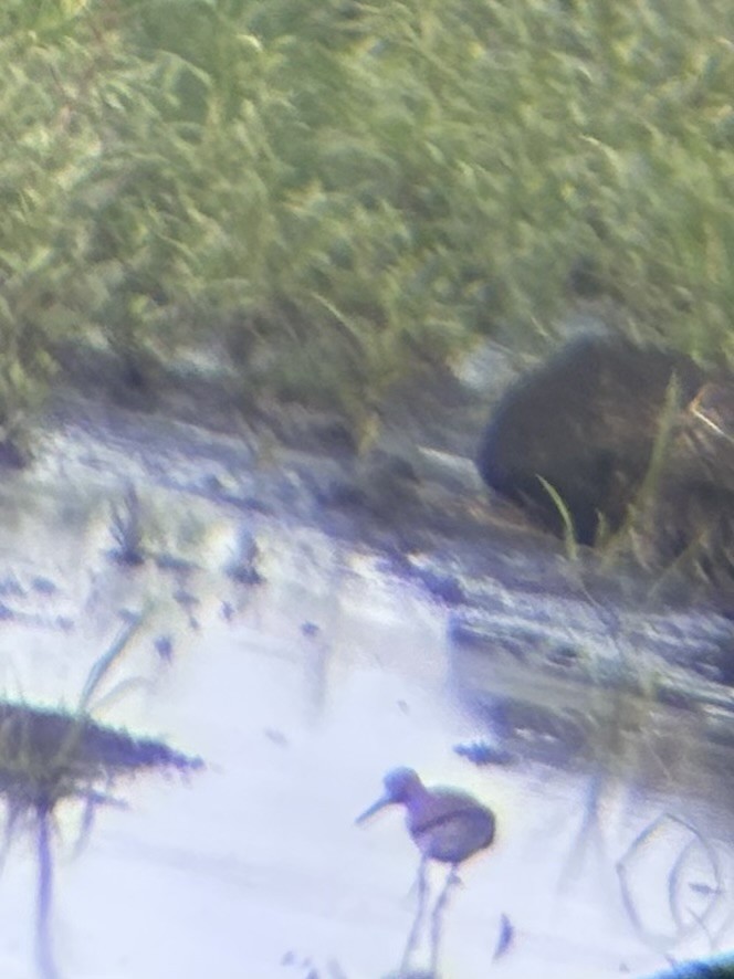Solitary Sandpiper - ML639349918