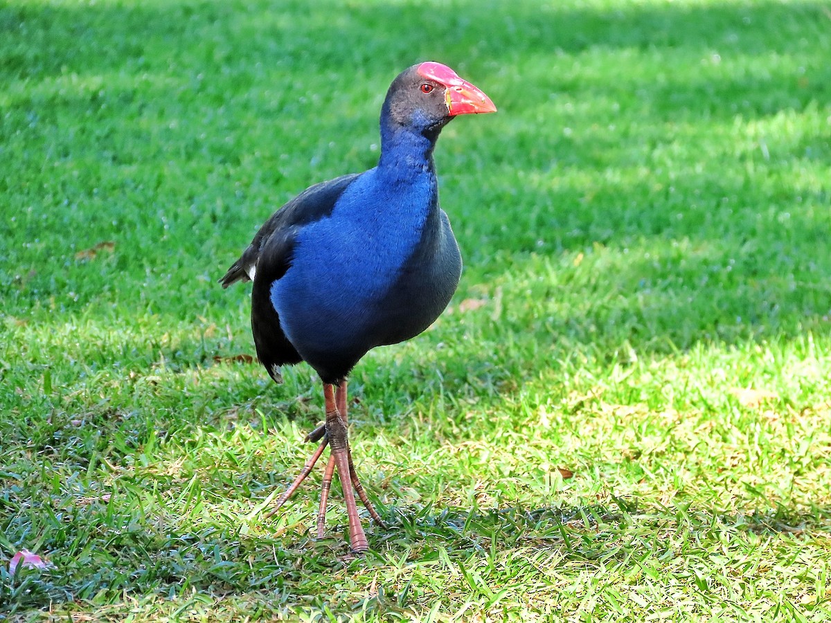 Australasian Swamphen - ML639349921