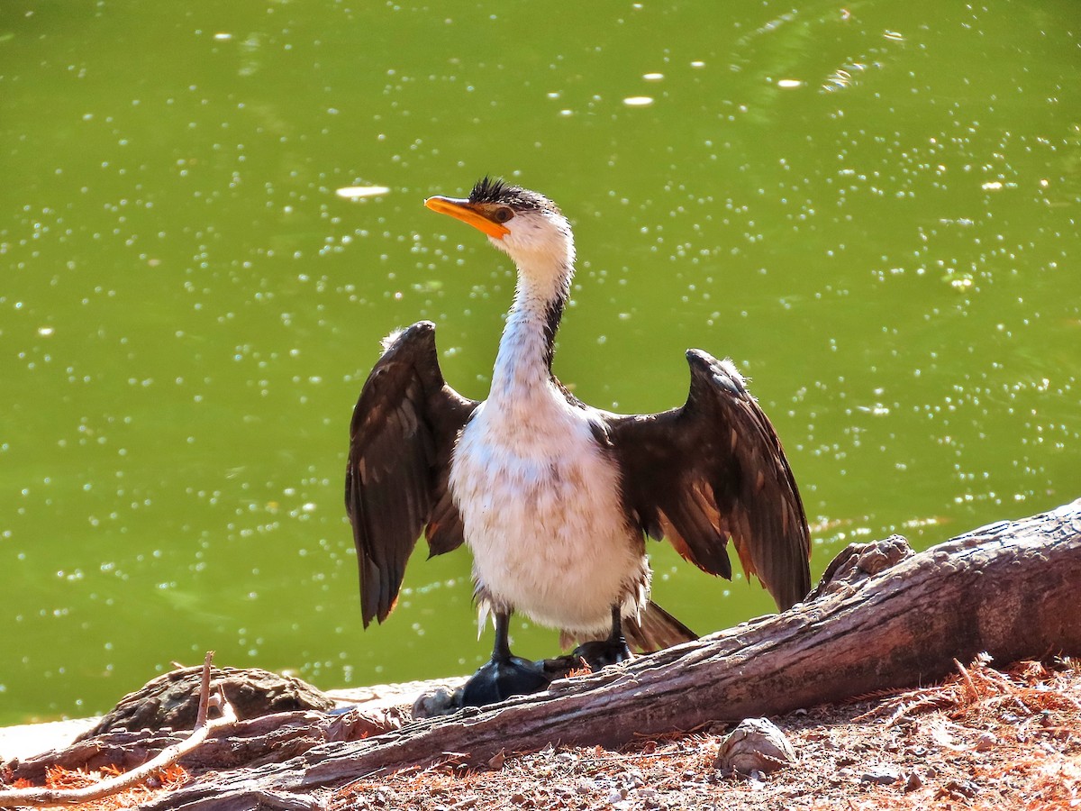 Little Pied Cormorant - ML639349929