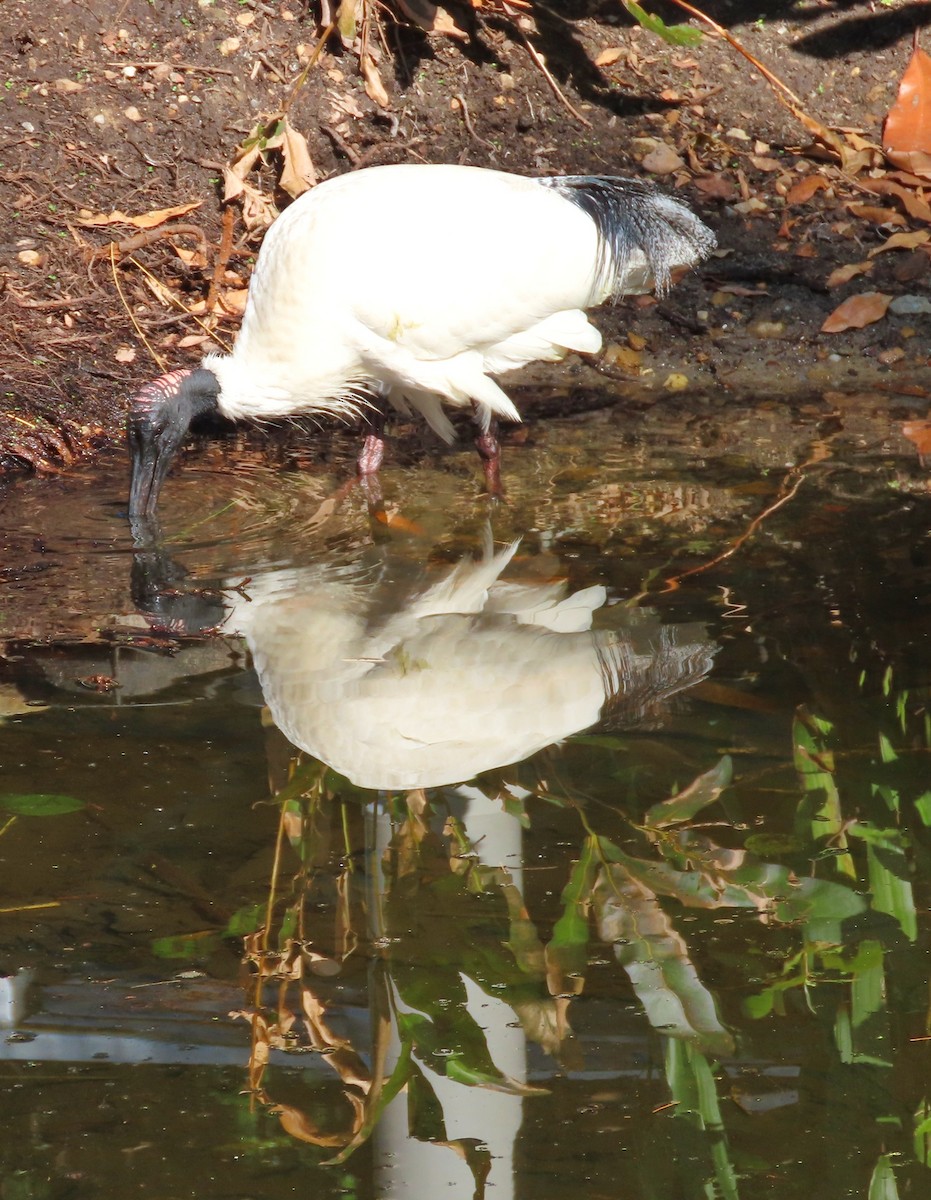 Australian Ibis - ML639349943
