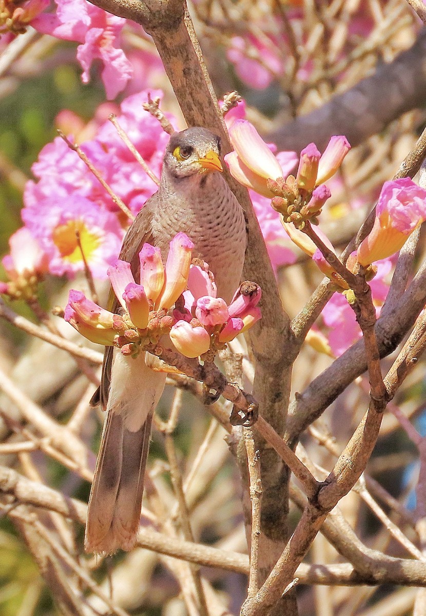 Noisy Miner - ML639349953