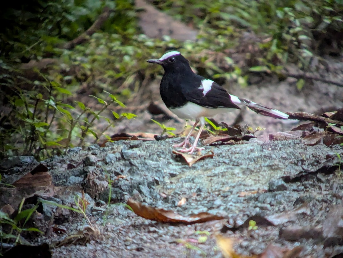 White-crowned Forktail (Malaysian) - ML639349956