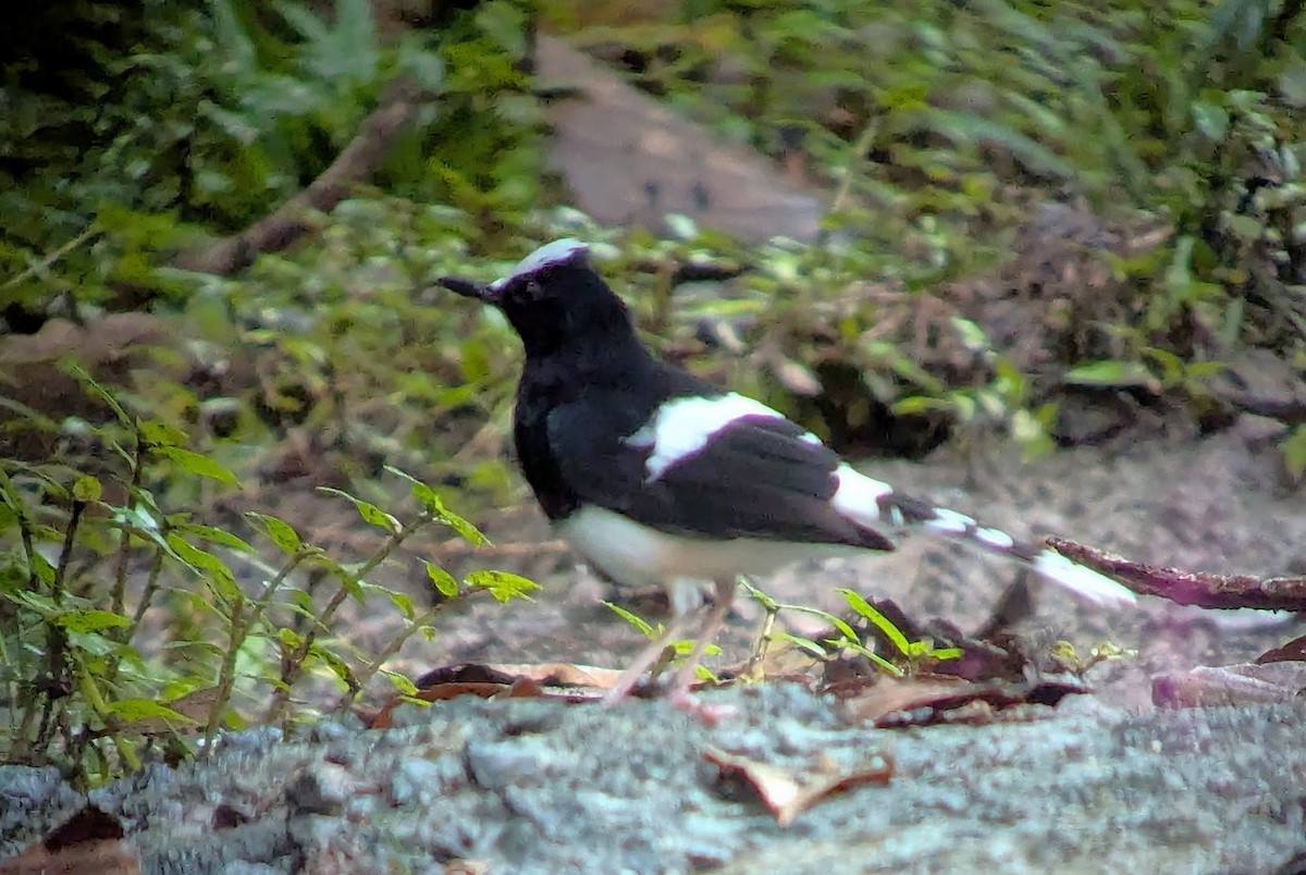 White-crowned Forktail (Malaysian) - ML639349957