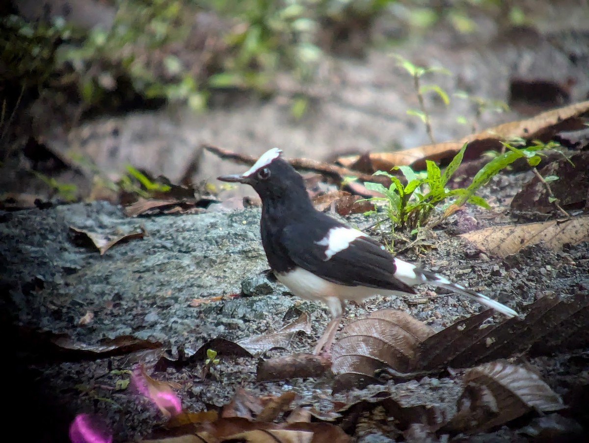 White-crowned Forktail (Malaysian) - ML639349959