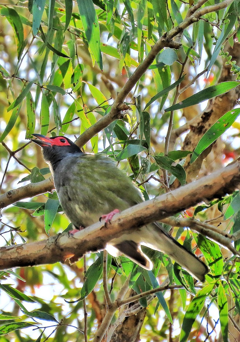 Australasian Figbird - ML639349961