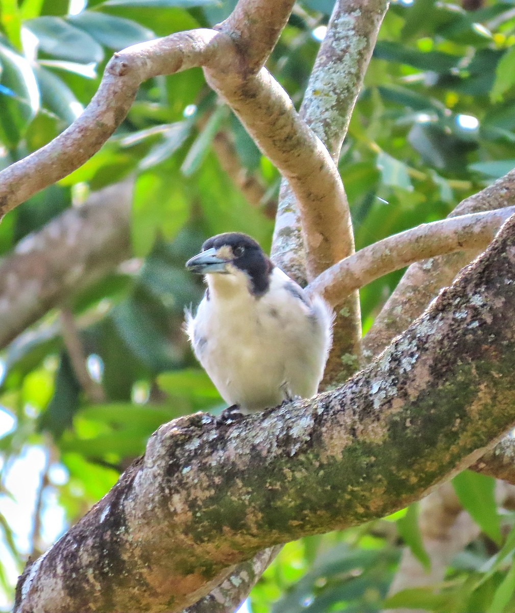 Gray Butcherbird - ML639349970