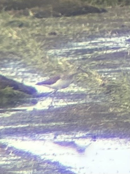 Solitary Sandpiper - ML639349972