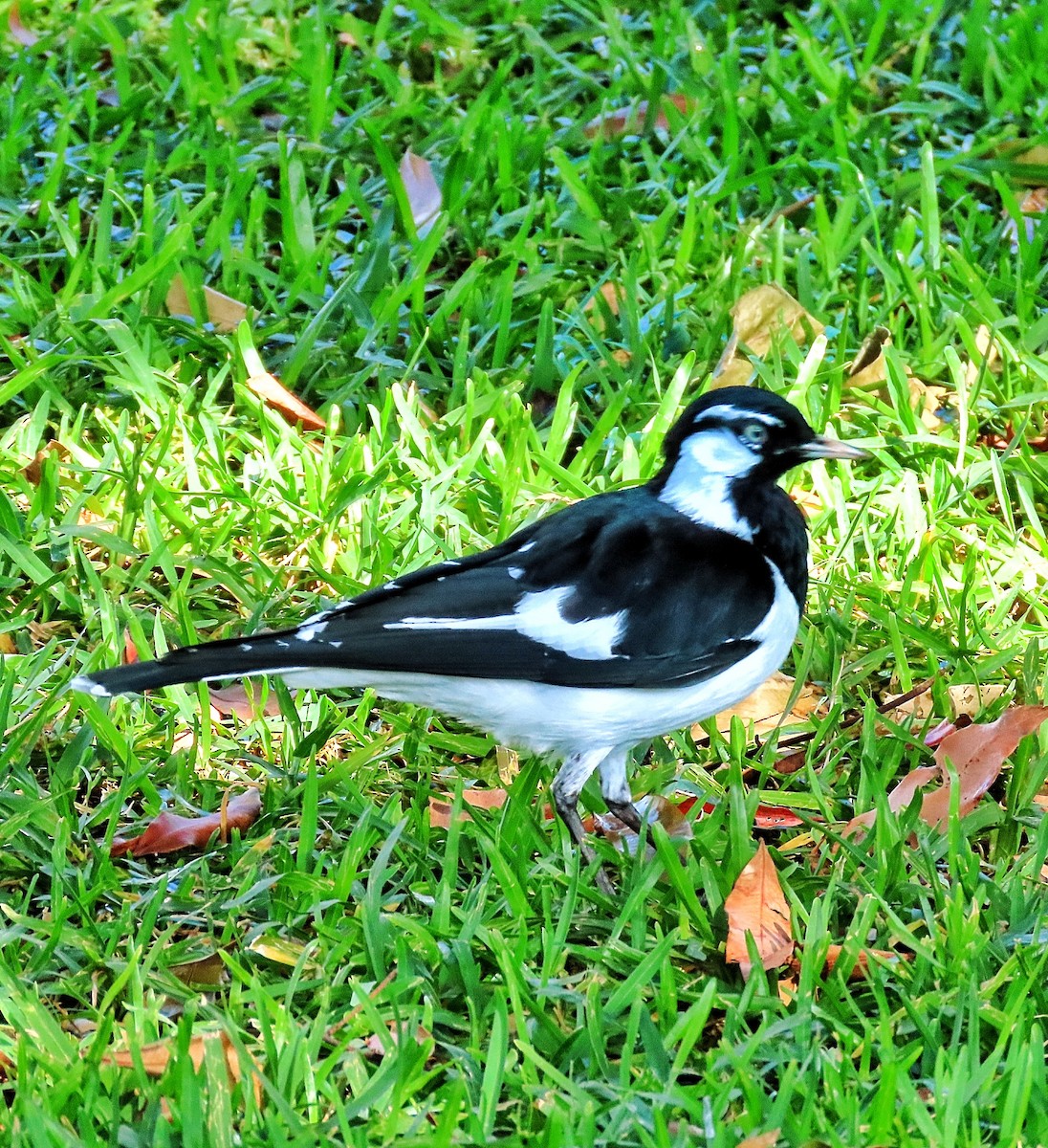 Magpie-lark - ML639349974