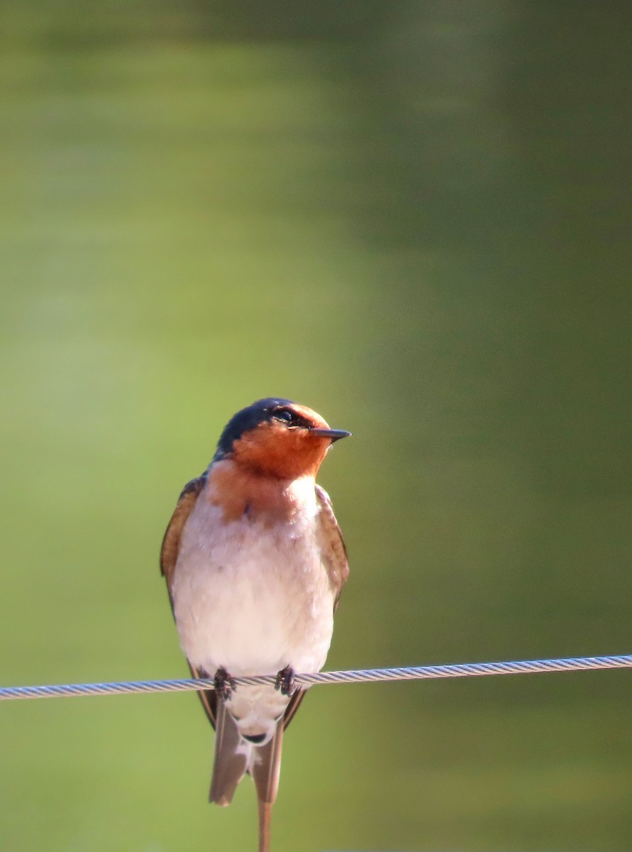 Welcome Swallow - ML639349979