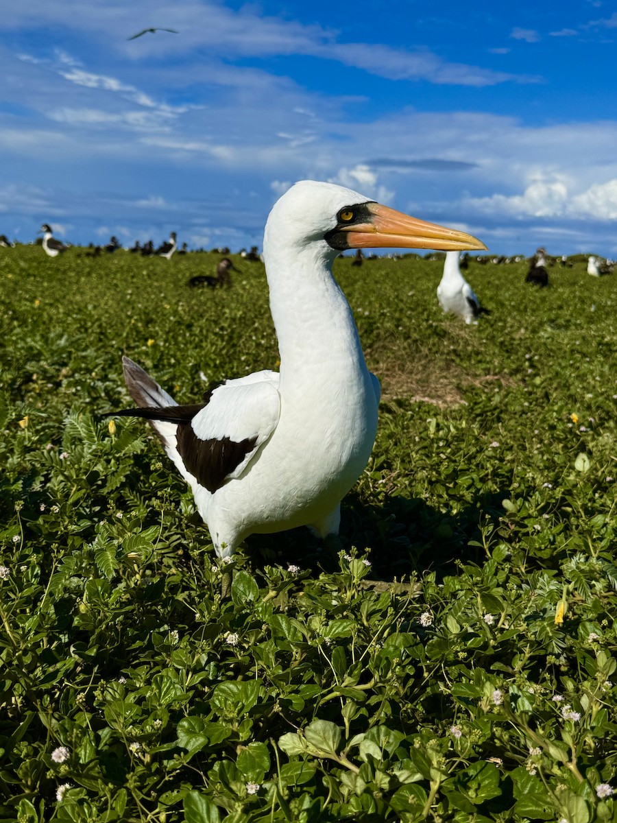 Nazca Booby - ML639350101