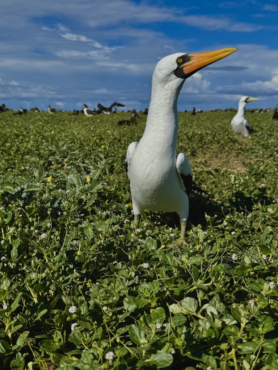 Nazca Booby - ML639350102