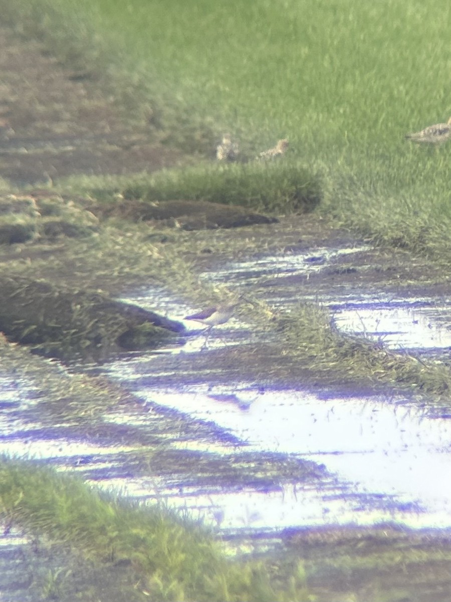 Solitary Sandpiper - ML639350166