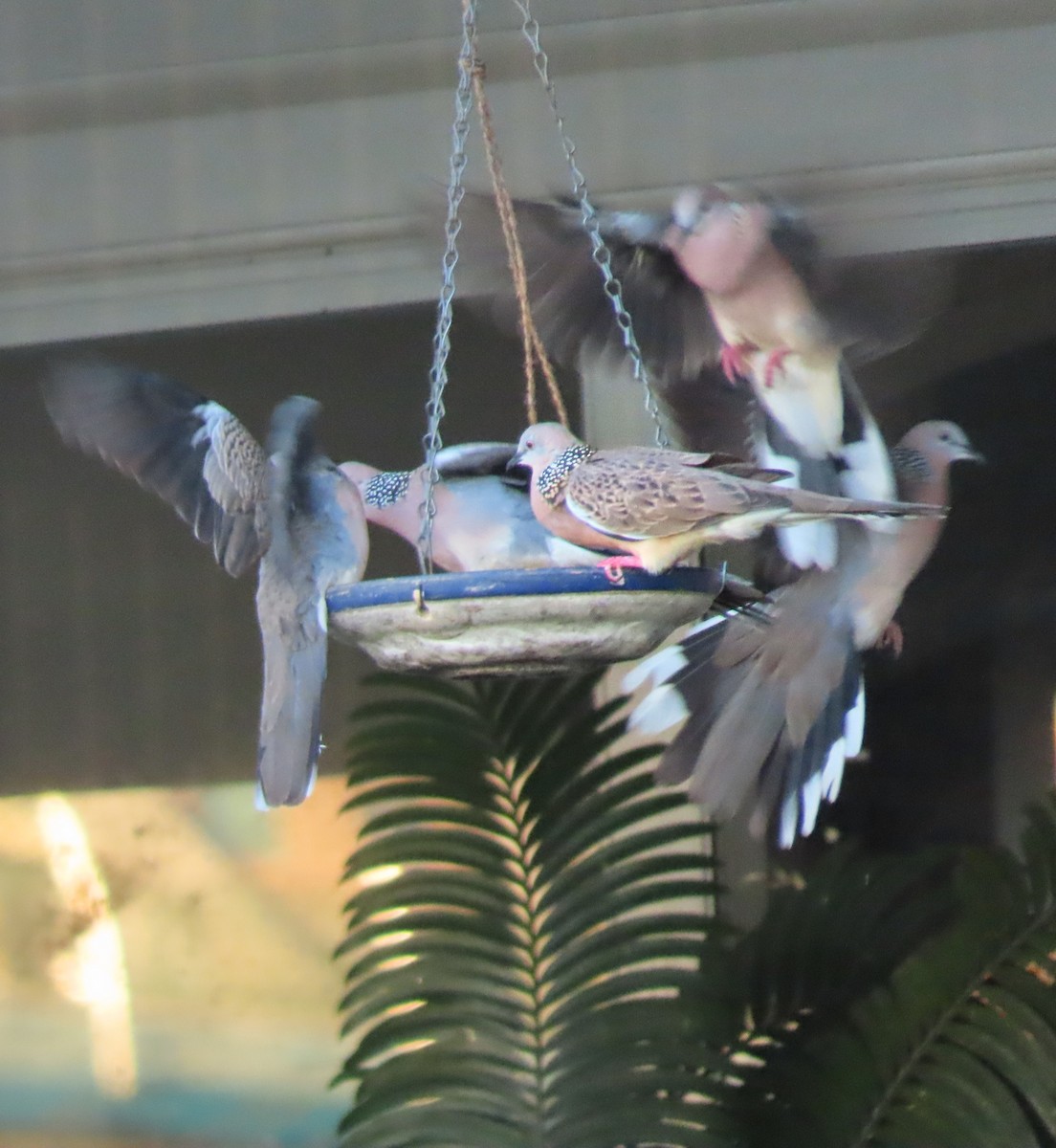 Spotted Dove - ML639350206