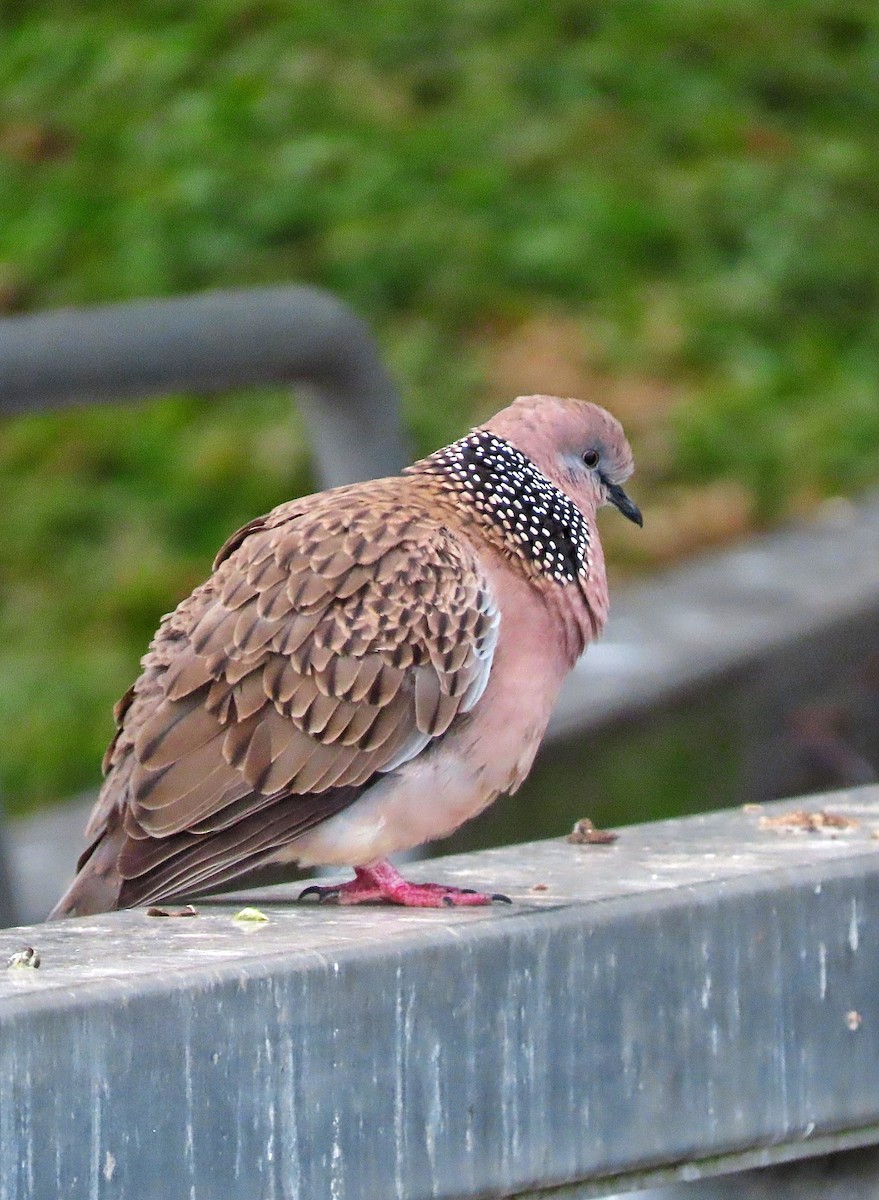 Spotted Dove - ML639350207